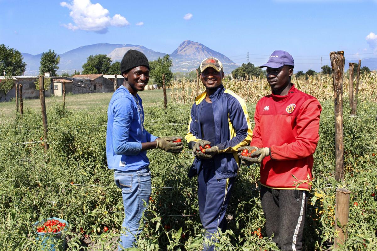 Caporalato: ferma condanna contro gli sfruttatori dei lavoratori. - 