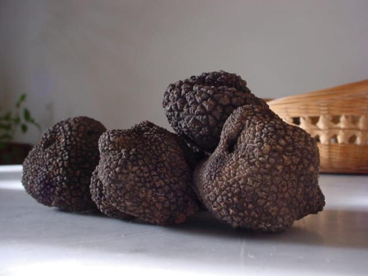 Cervinara. Borgo Pirozza e la Sagra del Tartufo nero del Partenio. - 