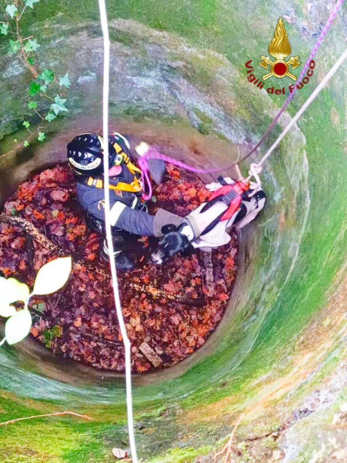 Cane finisce in un pozzo salvato dai Vigili del fuoco. - 