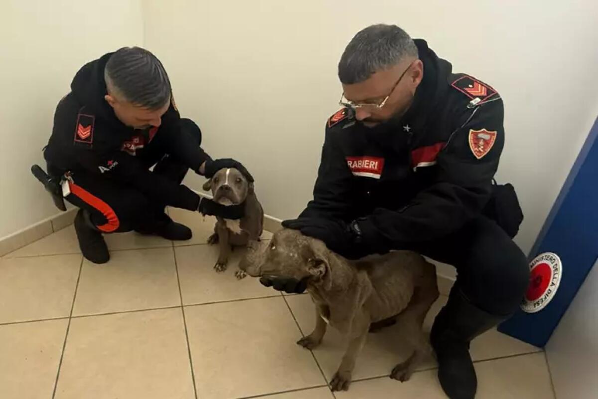 Portano via cani dopo una segnalazione di abbandono, i carabinieri li trovano - 