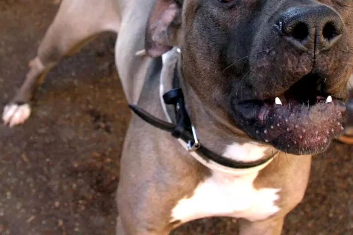 Aggredito dal suo pitbull, la moglie lo salva uccidendo il cane - 