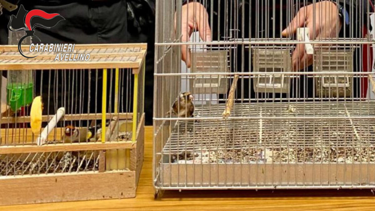 Carabinieri di Solofra denunciano 40enne per detenzione illegale di fauna protetta. - 