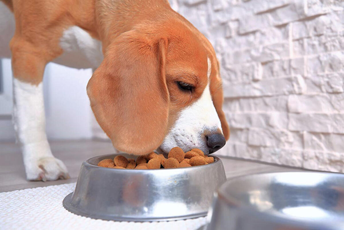 Aflatossine nelle crocchette per cani Radames, restituite il prodotto al punto vendita. - 