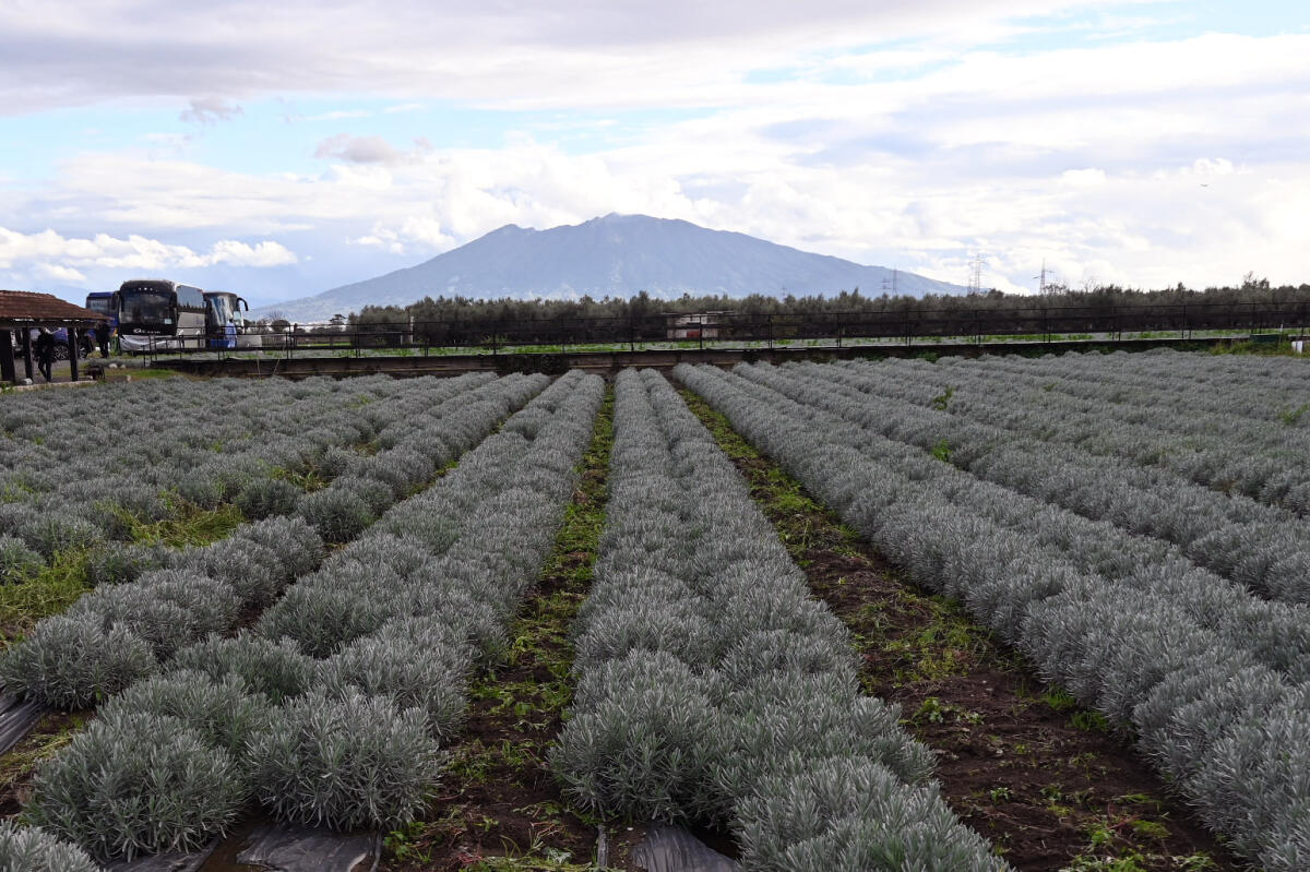 Coldiretti Campania soddisfatta: dal decreto flussi in arrivo 6.217 lavoratori agricoli - 