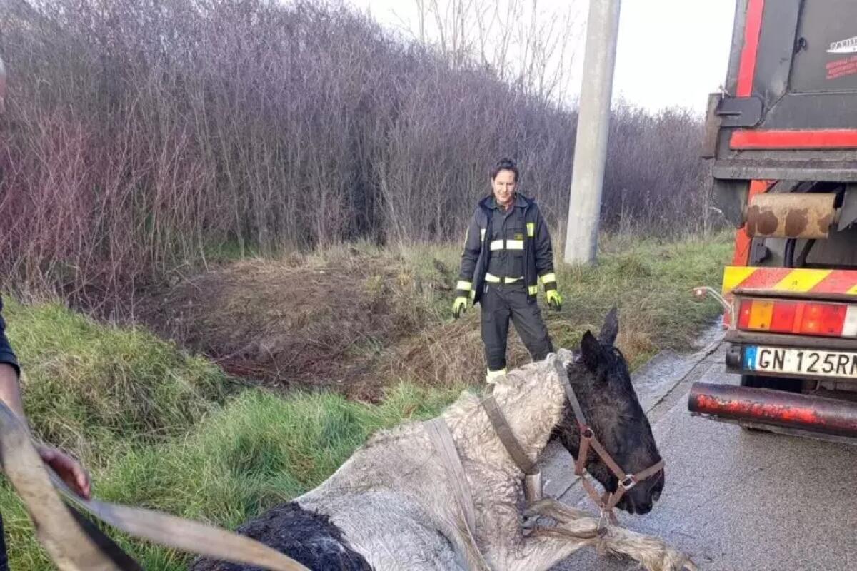 Una cavalla incinta salvata in area rurale, provvidenziale intervento Vigili del fuoco  - 