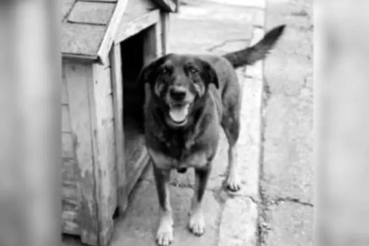 Quando l'uccisione di un cane indigna un'intera Nazione - 