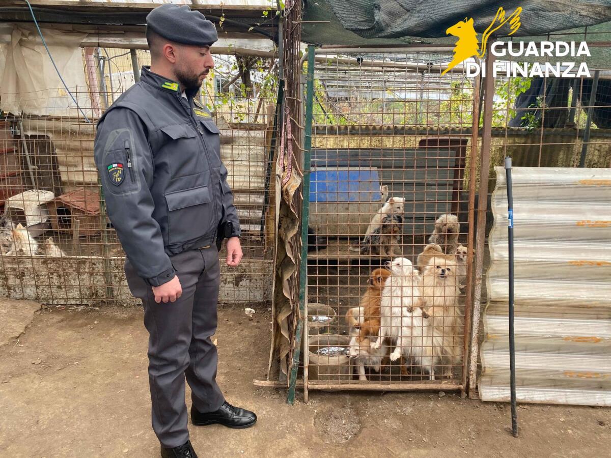 Sequestrato allevamento abusivo di cani di piccola taglia chiusi in gabbia e tenuti in pessime condizioni. - 