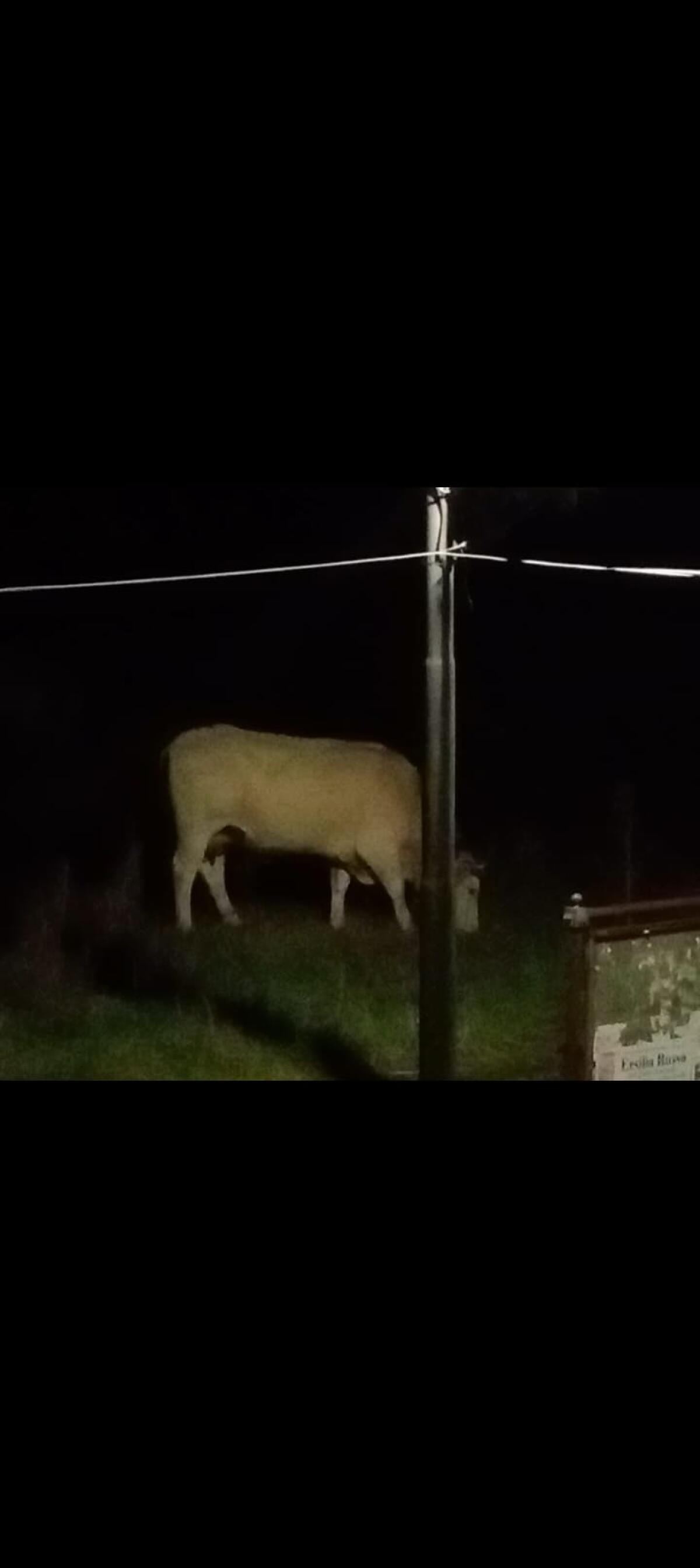 "Cervinara, lo zoo è completo: se i cinghiali non bastano, ora ci pensano le mucche a fare danni" - 