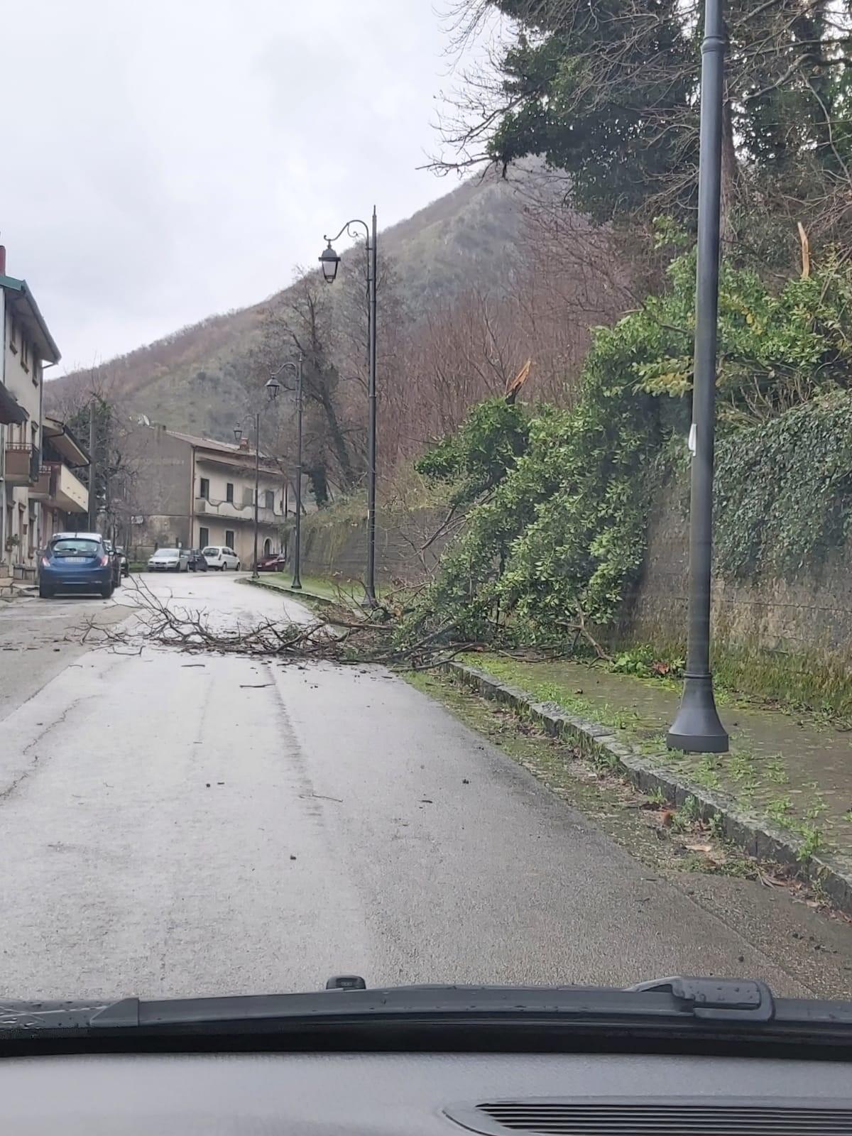 Cervinara. In via Cesco Pallotta vegetazione in strada, sul posto Nucleo Protezione Civile - 