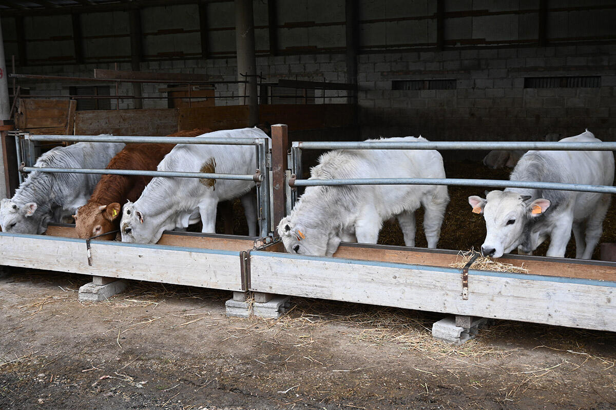 Stop alle pratiche sleali per difendere reddito degli allevatori bovini - 