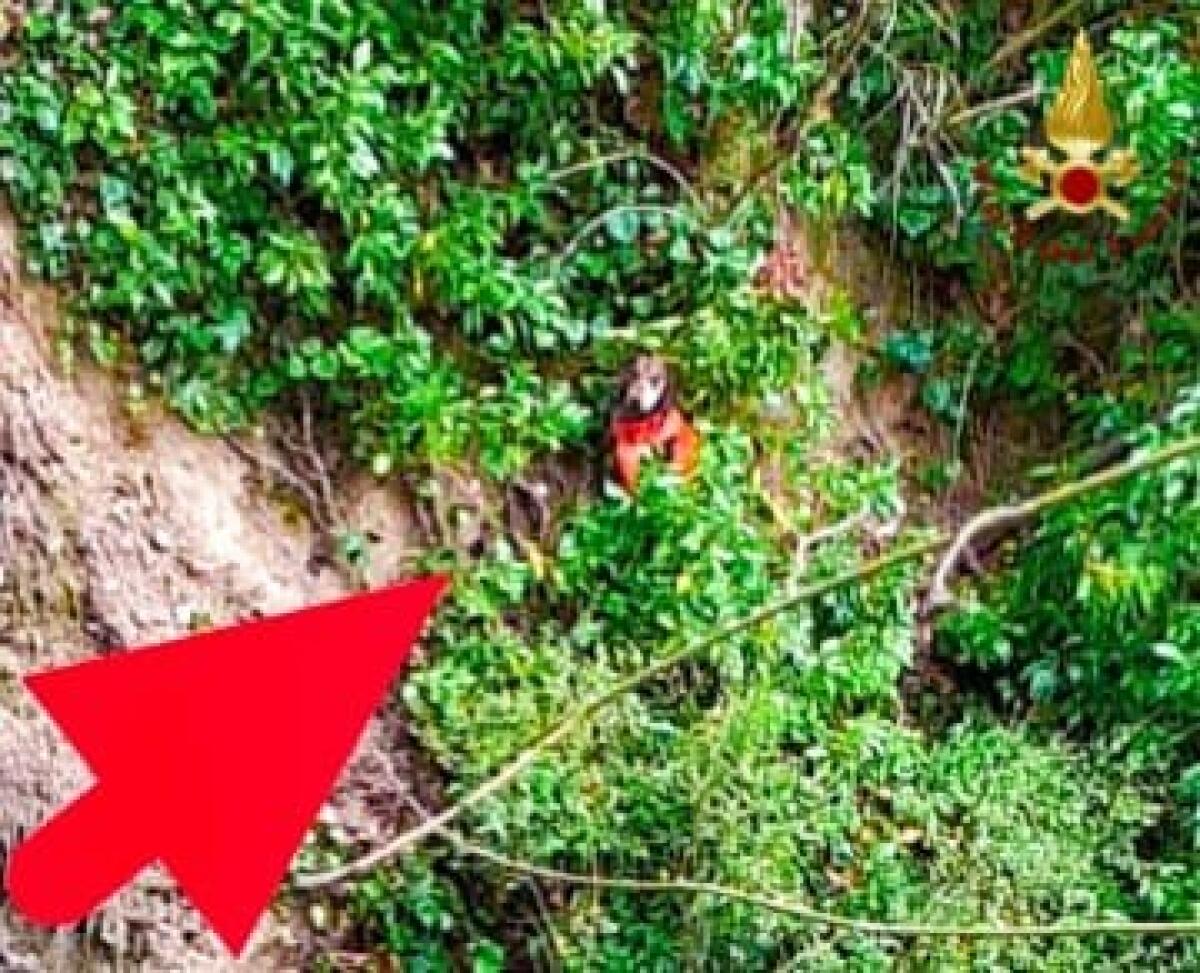 Cane  finisce in un dirupo, salvato dai Vigili del fuoco - 