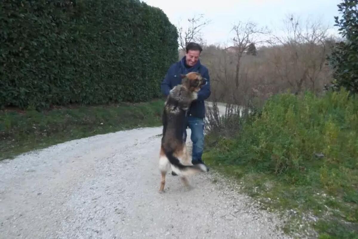 Avellino. Schiacciato da un tronco deve la sua vita ad un cane meticcio, Bella - 