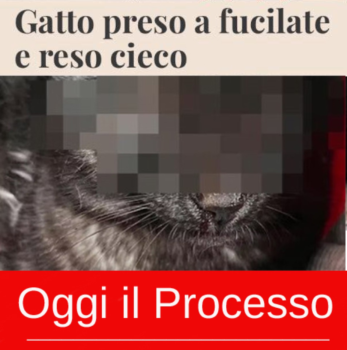 Sparò a un gattino facendogli perdere un occhio - 