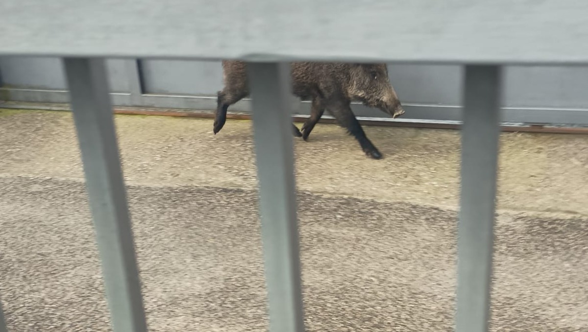 Cinghiale trova cancello aperto ed entra nel giardino - 
