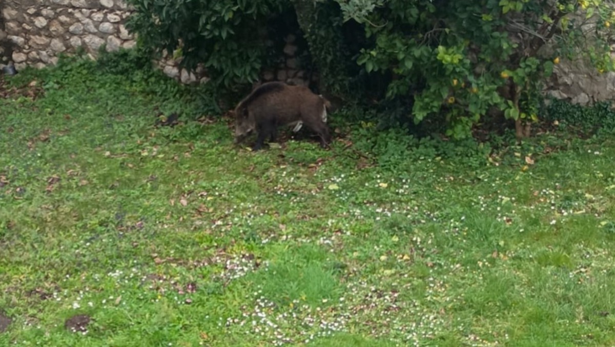 Cani addio: il nuovo re del giardino è il Cinghiale - 