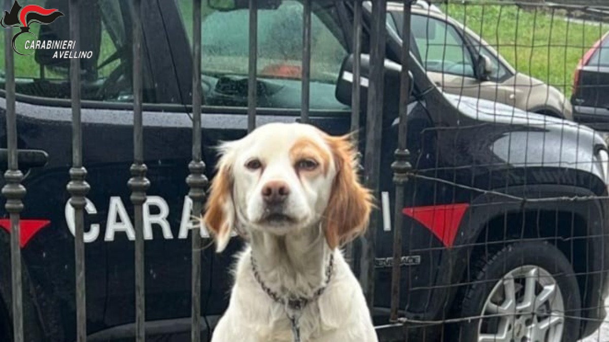 Cani a catena corta e senza riparo, tre persone denunciate - 