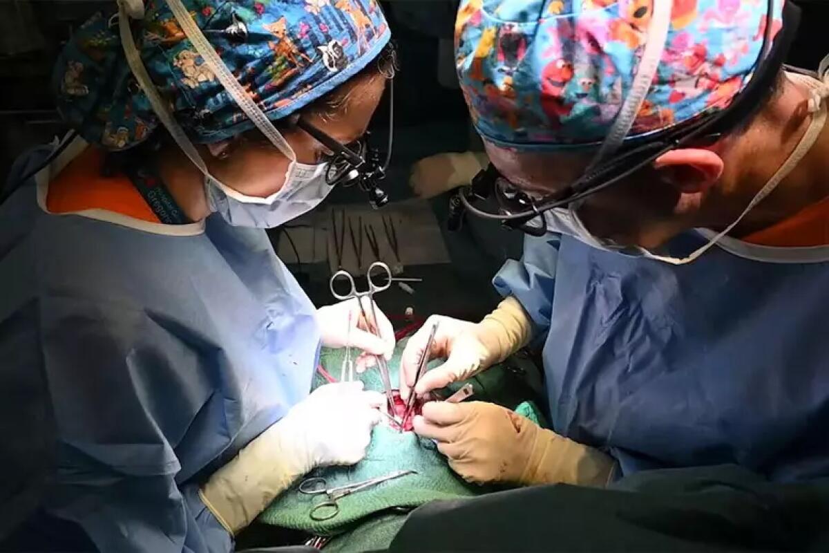 Legale famiglia bimbo trapiantato, serve un nuovo cuore entro 48 ore, altrimenti tutto è inutile. - 