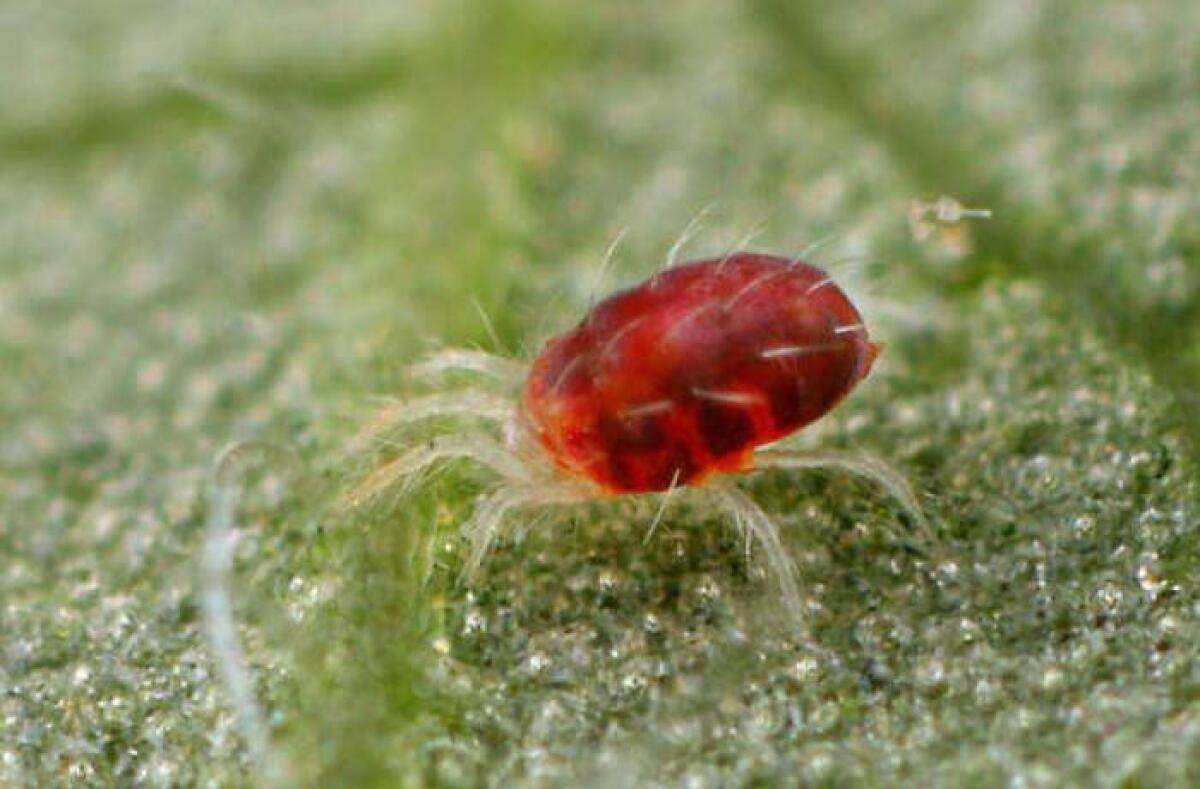 Il ragnetto rosso mette le Fragole in pericolo, la Coldiretti lancia l’allarme - 