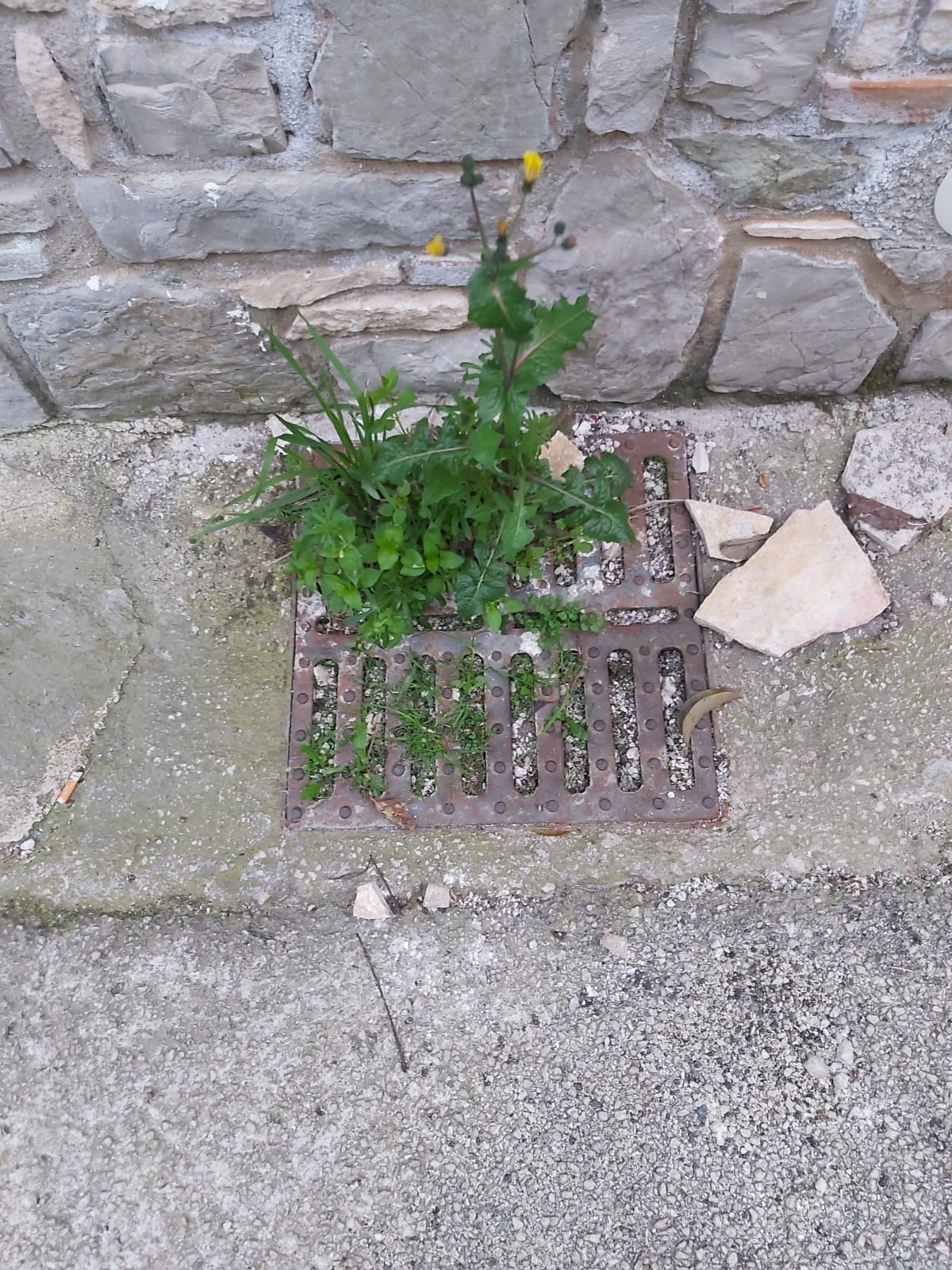 Caditoie ostruite a Cervinara: il fallimento degli appalti - 