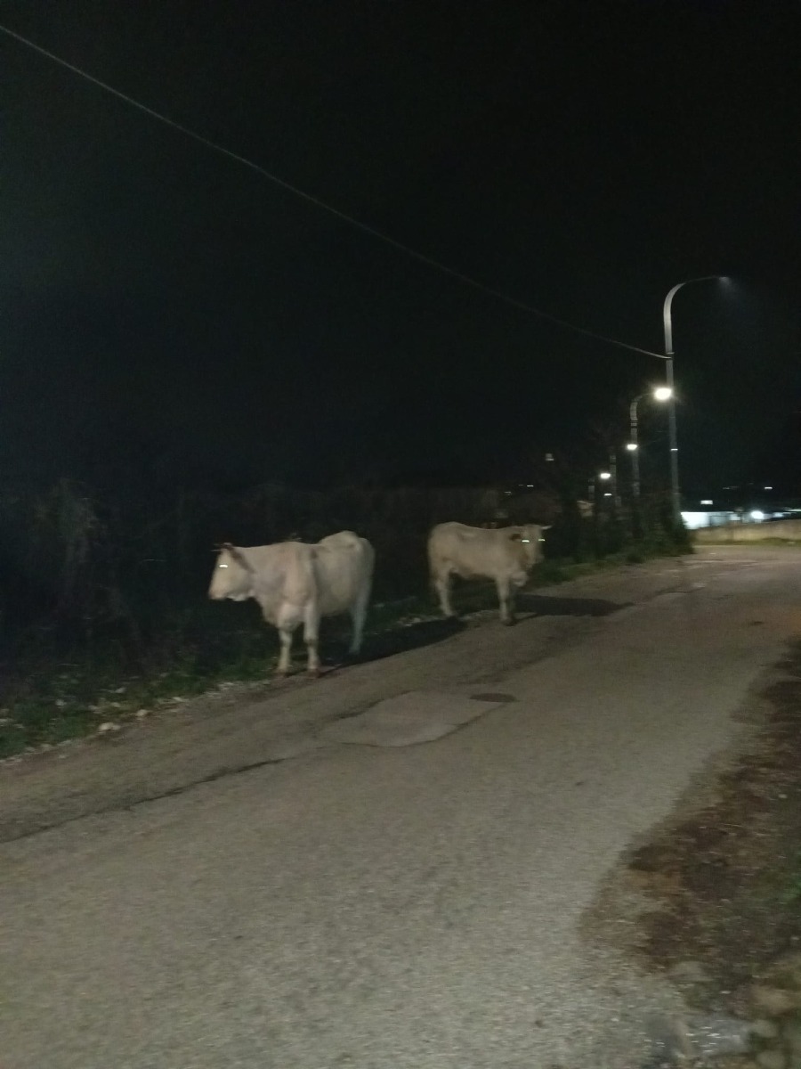 Cervinara, via Partenio: mucche nel buio e controlli zero - 