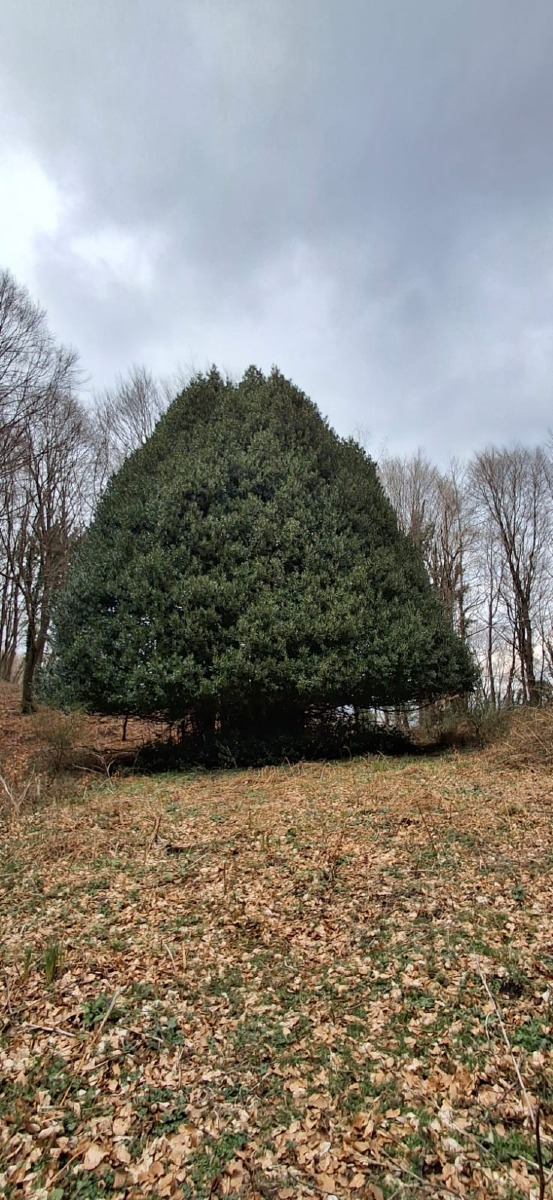 Cervinara Trekking: alla Scoperta del "Cirifuoglio" - 