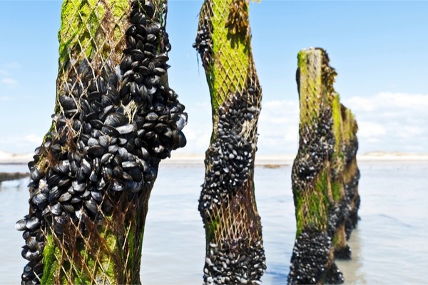 Epatite A, cozze estere "truccate" da italiane: indaga la Procura - 