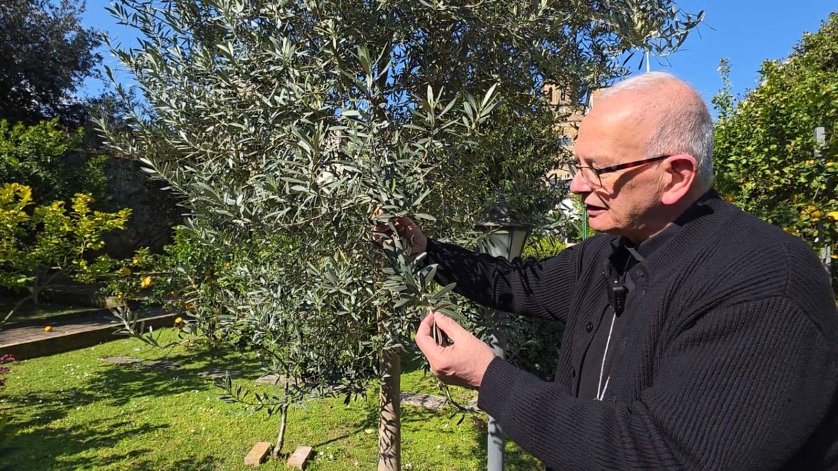 Domenica delle Palme: L’Ulivo come Segno di un’Umanità Nuova - 