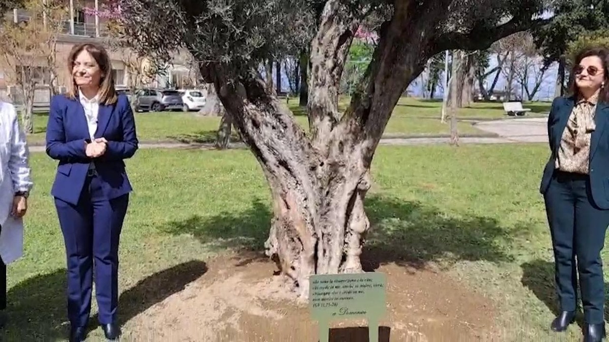 Ospedale Monaldi: un ulivo per Domenico, simbolo di dolore e rinascita - 