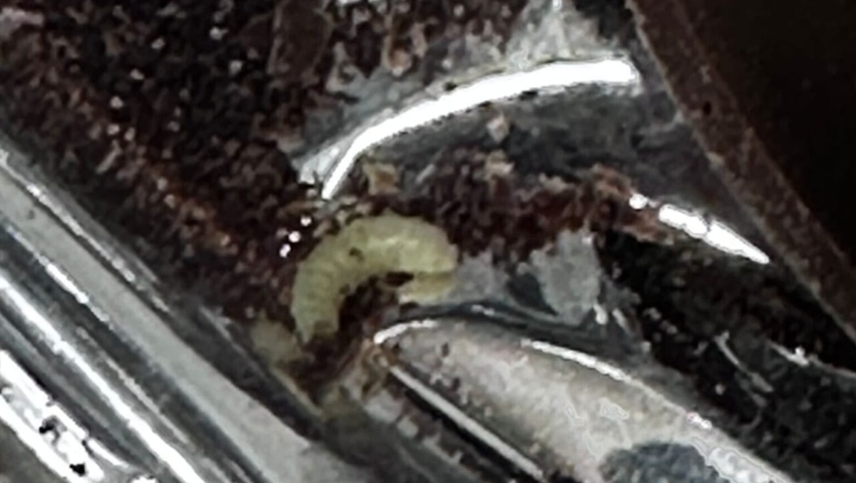 Uova di Pasqua contaminate in gita: il "caso Valle Caudina" arriva in Parlamento - 