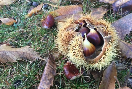 Campania, Aree Interne sotto Scacco:  in ginocchio allevatori e castanicoltori. - 