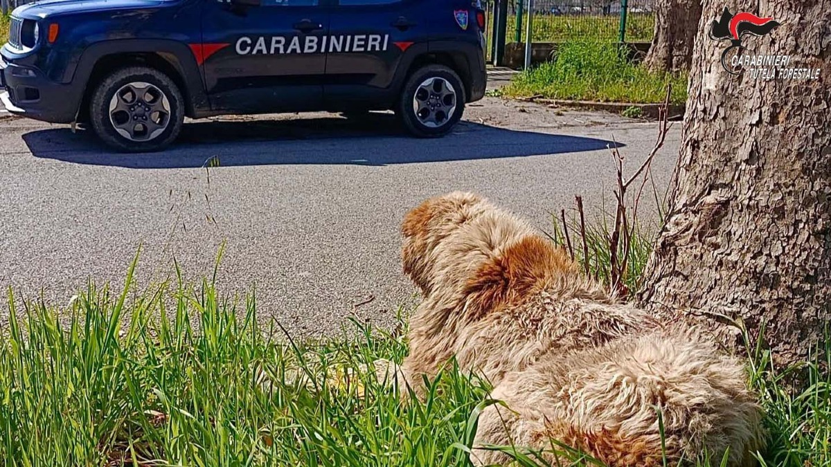 Cane mutilato e abbandonato: denunciato un 55enne del posto - 