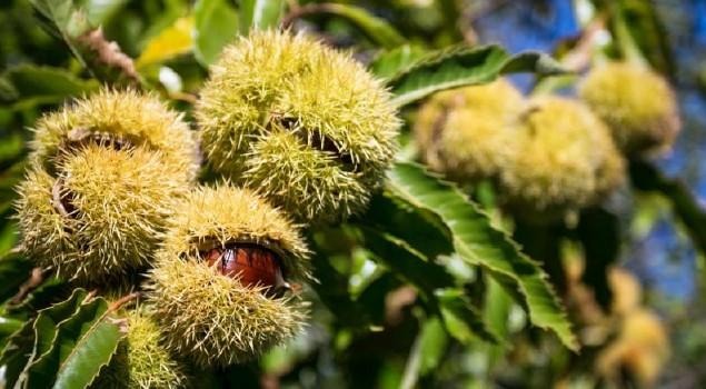 Castanicoltura, Serluca: "Al fianco del comparto per un rilancio strategico e coordinato" - 