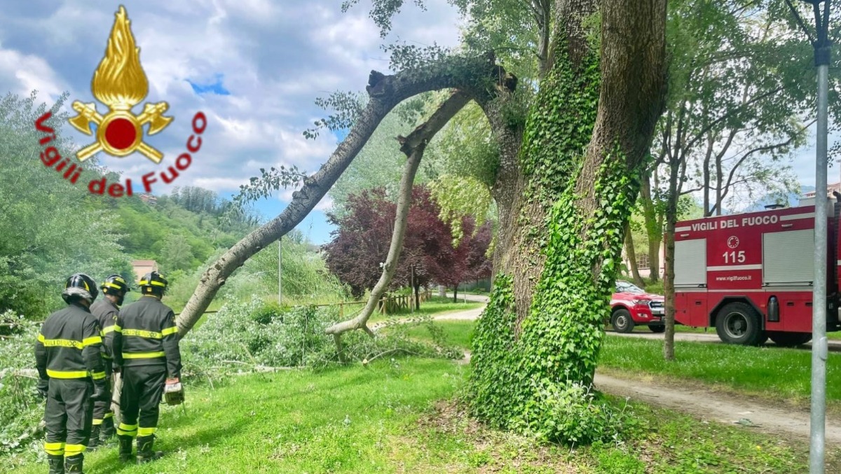 Avellino, albero pericolante al Parco Santo Spirito: Vigili del Fuoco in azione - 