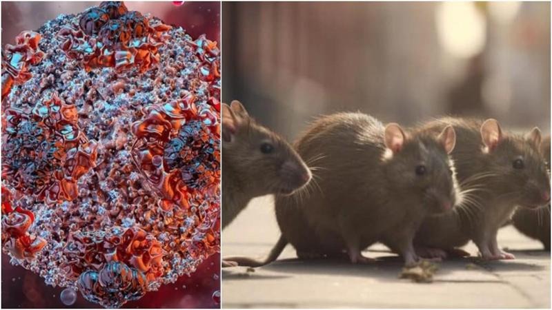 Hantavirus: sorveglianza attiva per un passeggero in Campania - 