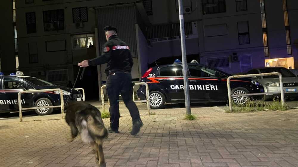 Cerreto Sannita, blitz antidroga: sequestrate oltre cento piante di marijuana - 