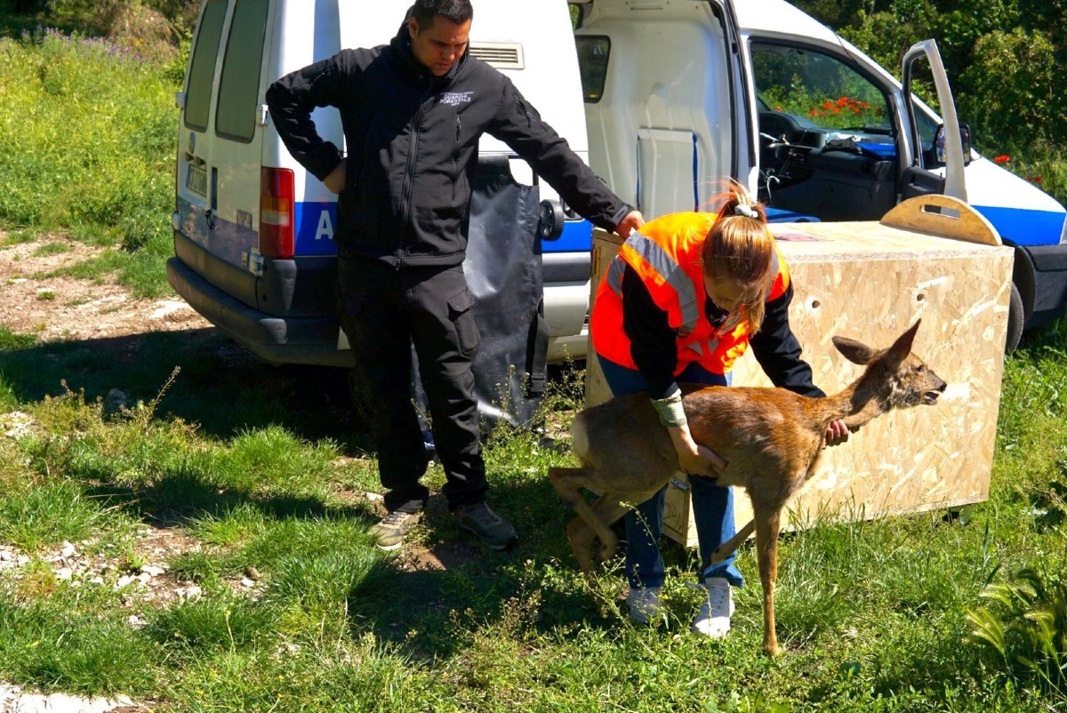 Capriolo a scuola: salvato e liberato a Telese Terme - 