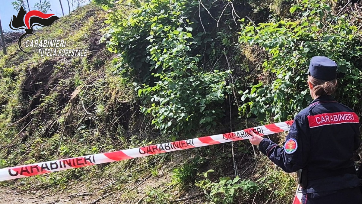 Abbattimento abusivo a Monteforte: sequestrata un'area di 15 mila metri quadrati - 