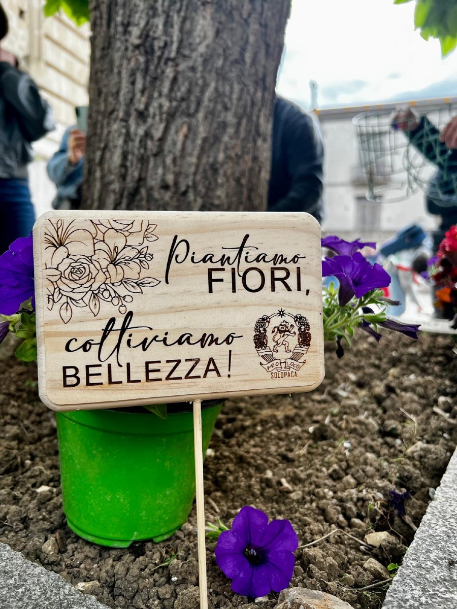 Solopaca in fiore