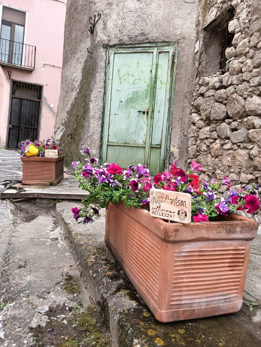 Solopaca in fiore