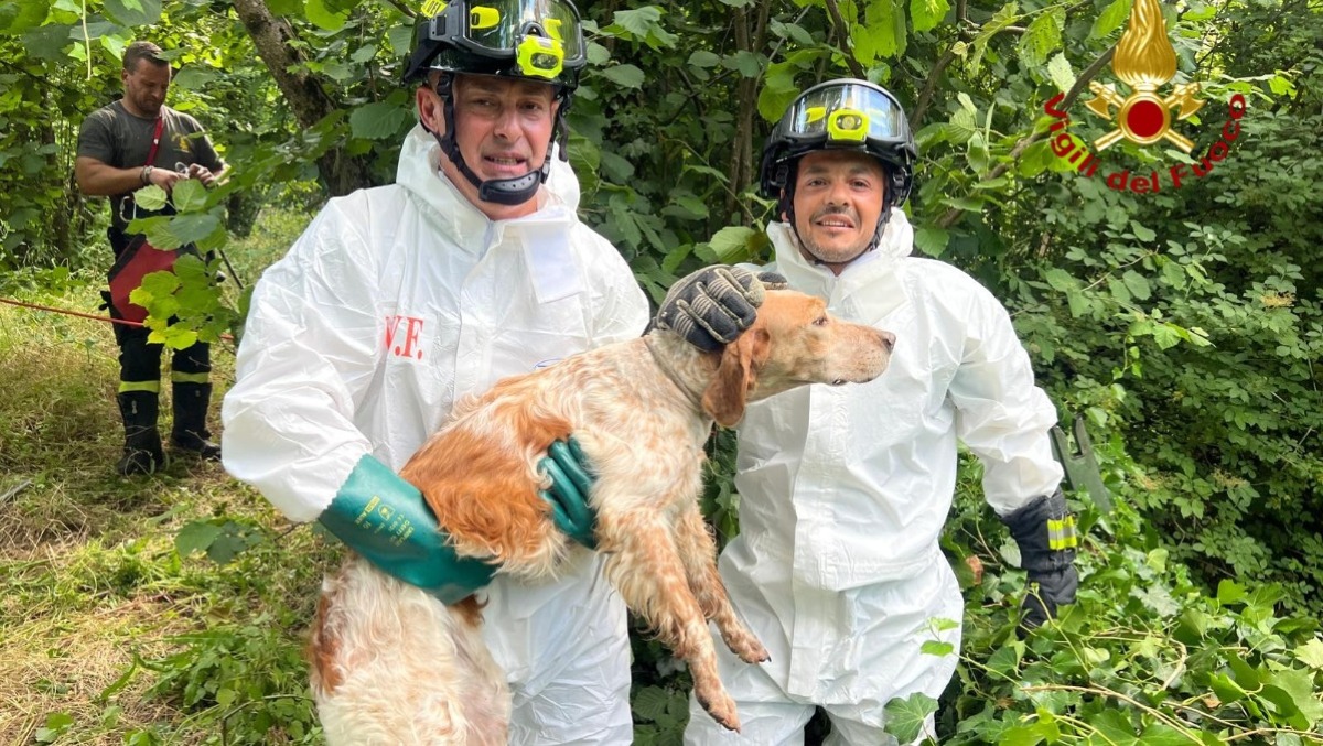 Avellino, Setter intrappolato nel torrente salvato dai Vigili del Fuoco - 