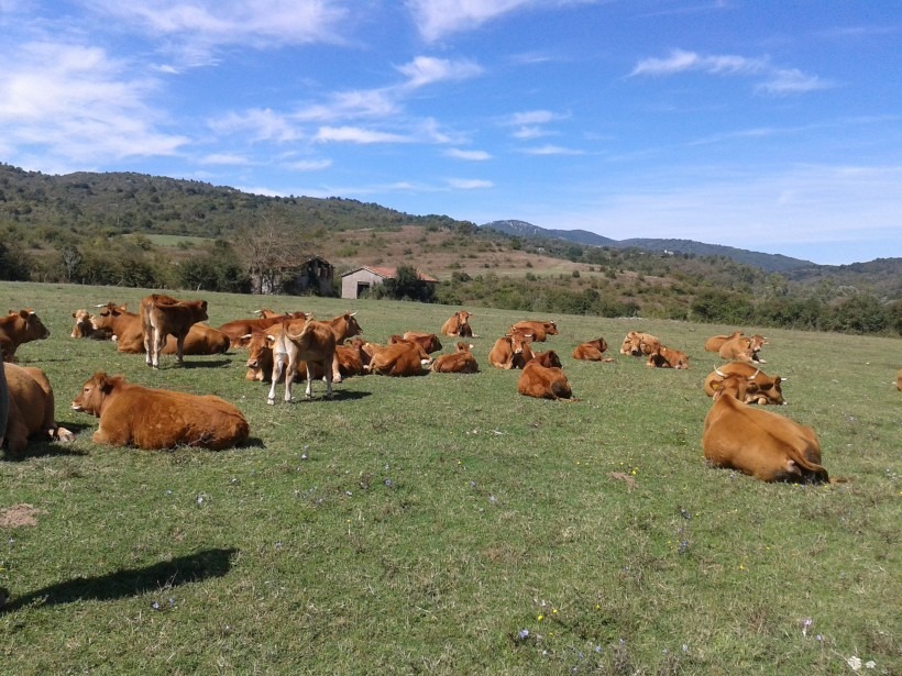 Agricoltura: via libera ai pagamenti PLT in Campania - 