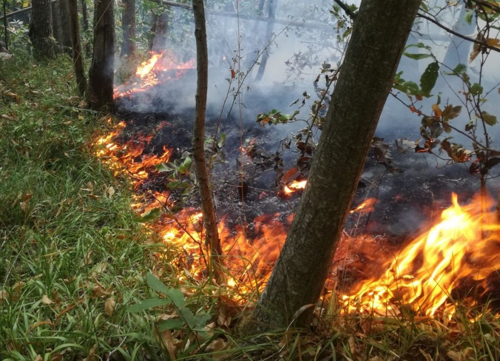 Incendi boschivi, scatta l’allerta in Campania - 