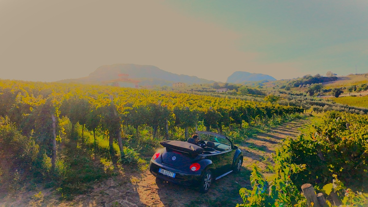 Sfrecciare tra i vigneti: torna Scoperte in Vigna 2026 - 