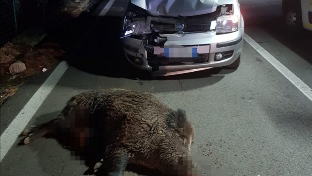 Emergenza cinghiali a Vitulano: parte il piano di contenimento - 