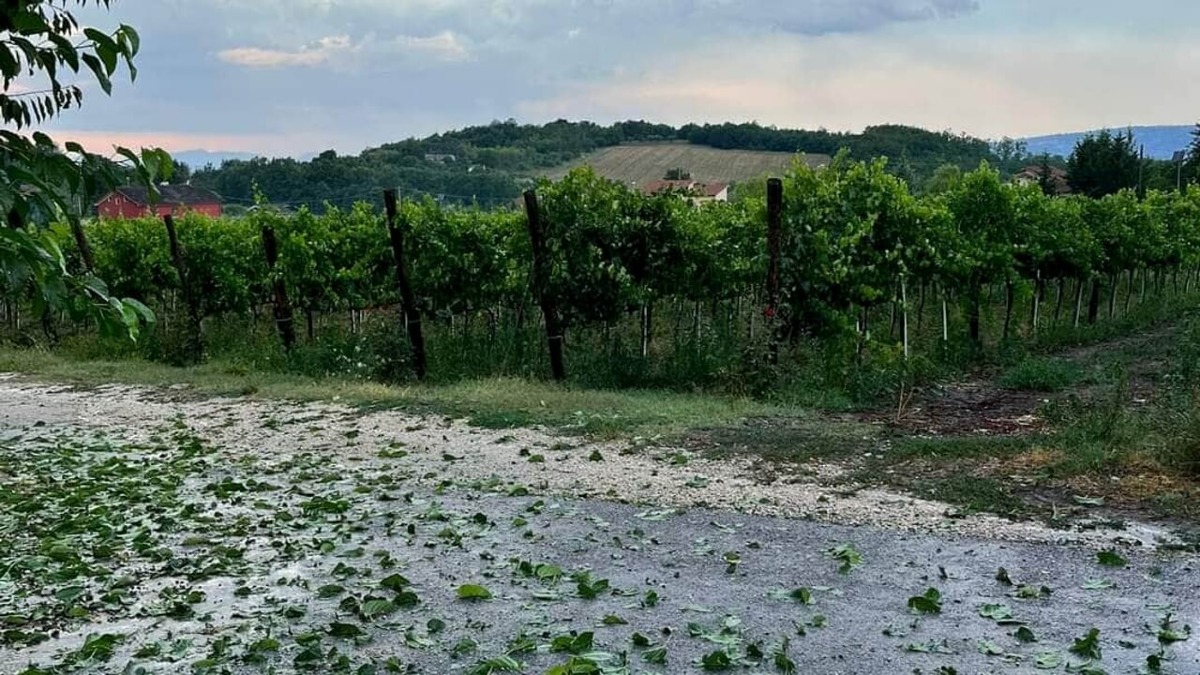 Maltempo in Irpinia, gravi danni a vigneti del Fiano DOCG e noccioleti - 