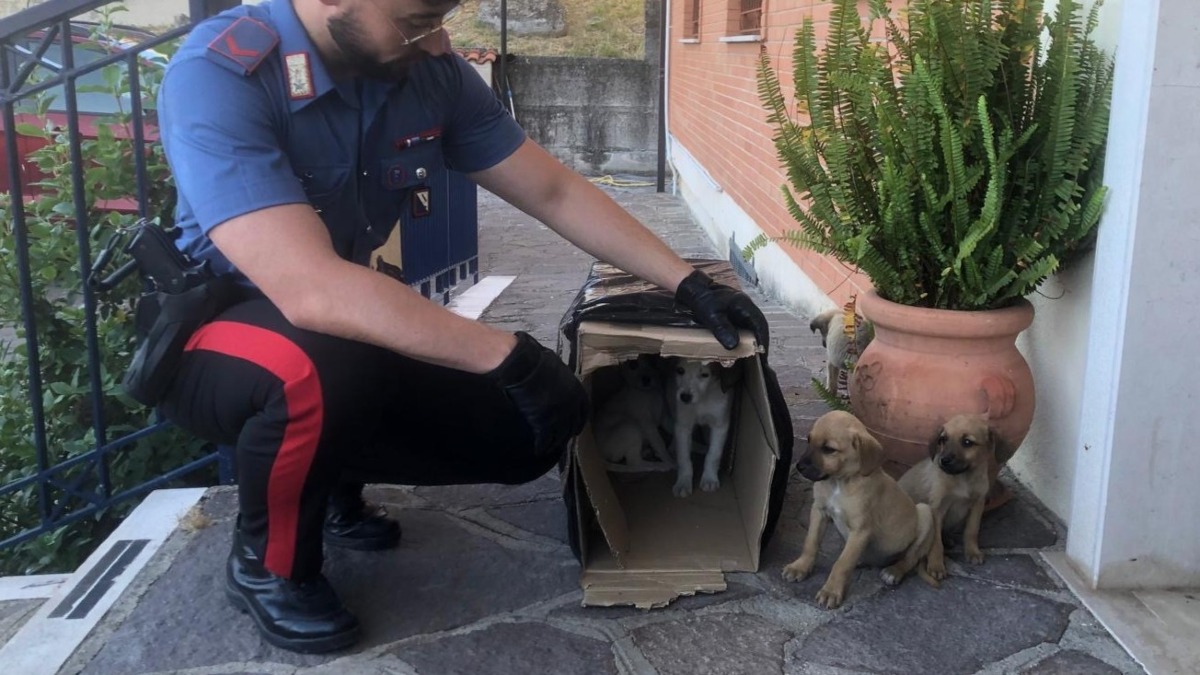 Scatolone abbandonato in strada: i Carabinieri salvano 5 cuccioli - 