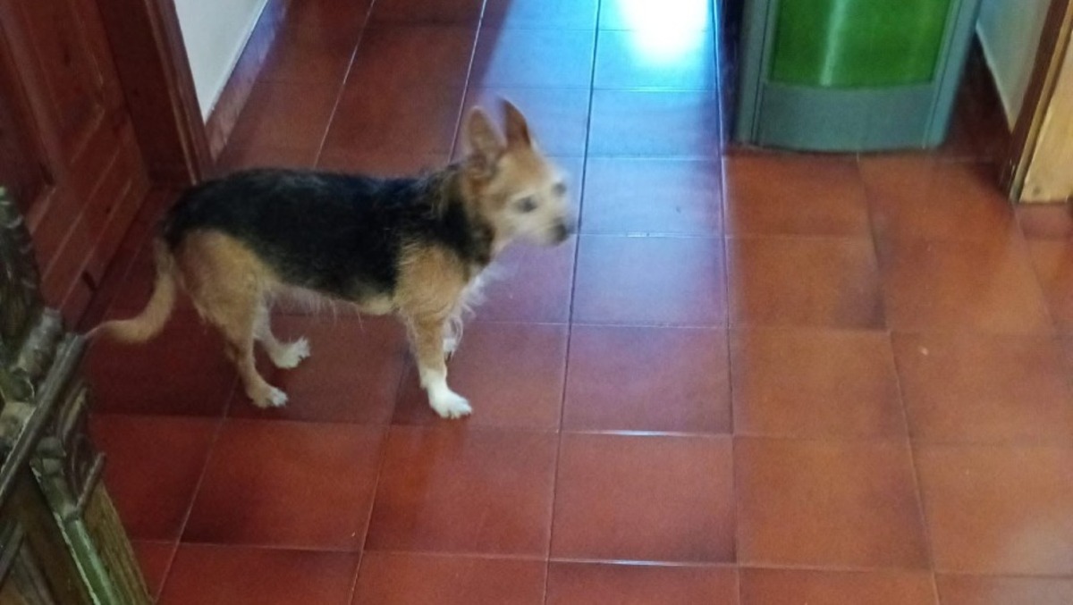 Ketty è tornata a casa per la gioia di nonno Orfeo - 