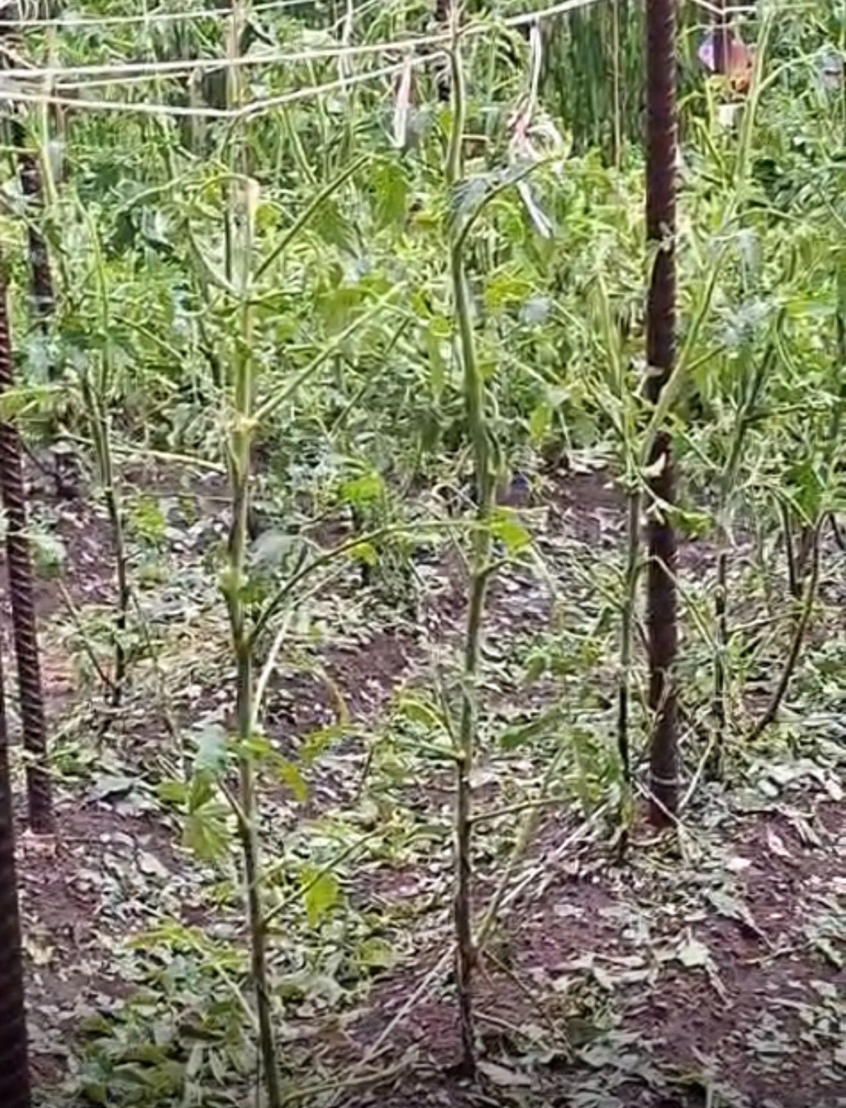 Irpinia in ginocchio: grandine e pioggia distruggono l'agricoltura locale - 