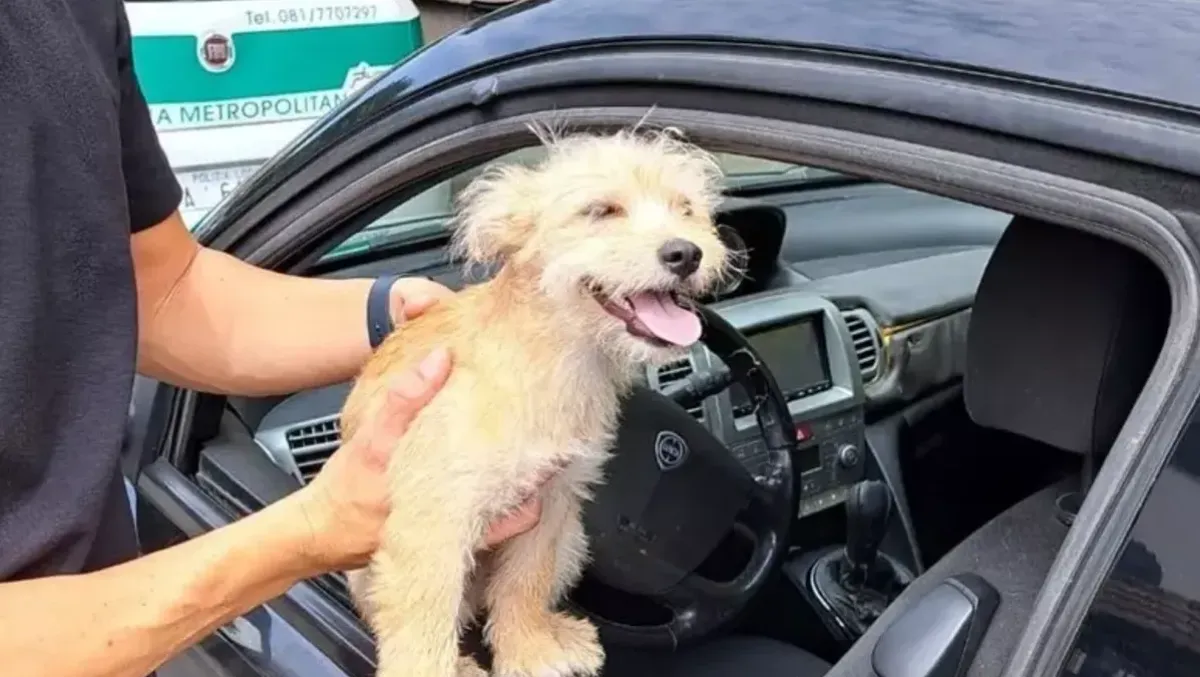 Cucciolo intrappolato in auto sotto il sole: salvato dalla Polizia - 