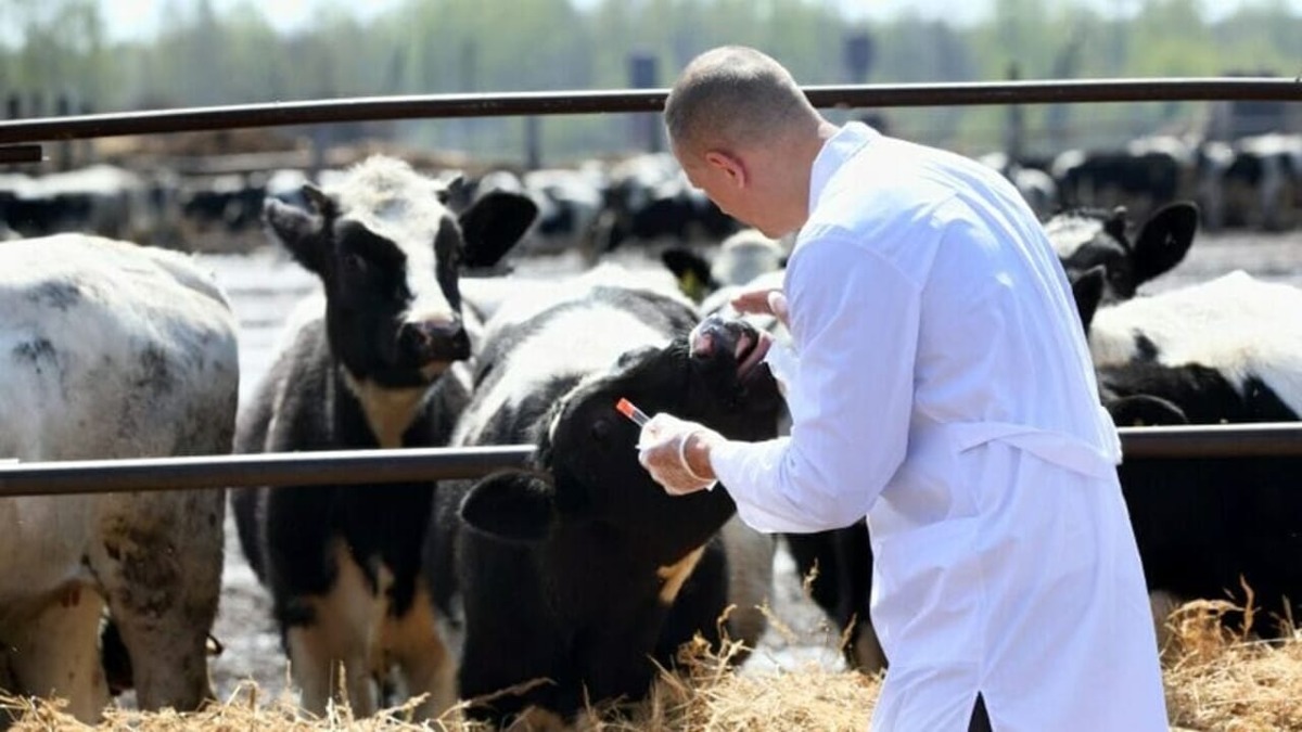 Cusano Mutri esce dall’incubo Tubercolosi bovina: revocata l’Area Cluster - 